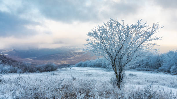 istock Icy tree in a snowy field 1202958091