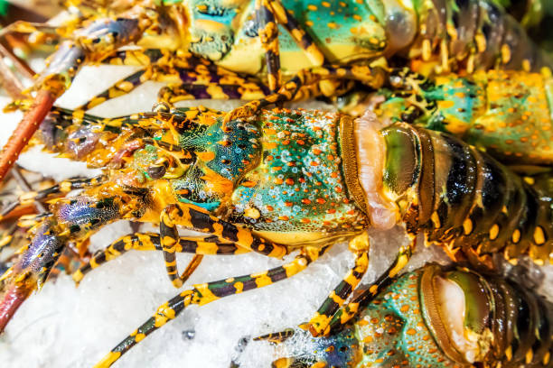 istock Lobster raw Food Background 1202958206