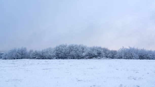 istock Icy trees in a snowy field 1202958240