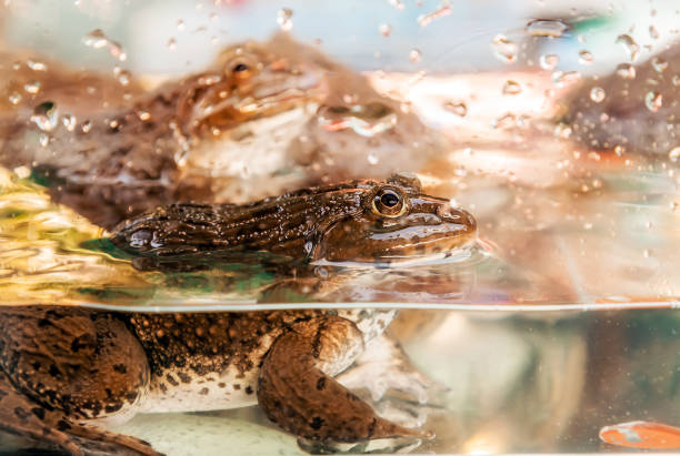 image of a toad laying on his back.