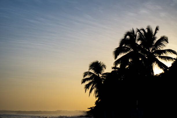 istock Sunrise with palm trees in silhouette at the side 1202959465