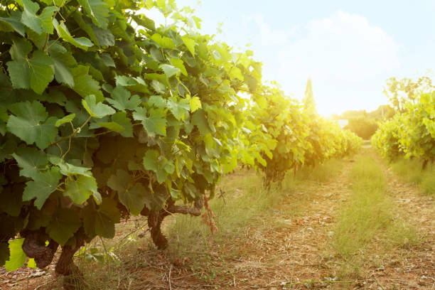 istock Sunny landscape of vineyard 1202959642
