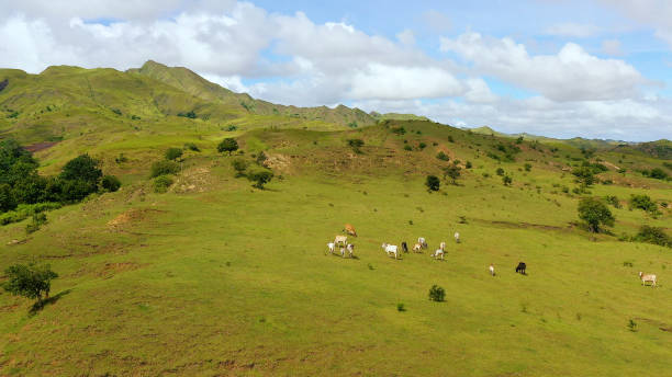 istock Cows graze in the mountain meadows. Hills with green grass and blue sky with white puffy clouds 1202960559