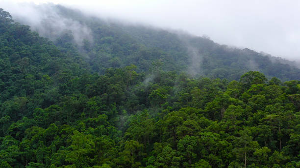 istock Mountain peaks in a tropical climate. Mountains covered by rainforest, aerial view 1202961008