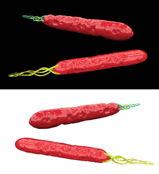 Pseudomonas Specie backteria on white and black background isolated 3d rendering