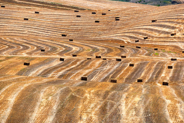 istock Rural landscape in Apulia at summer 1202962496