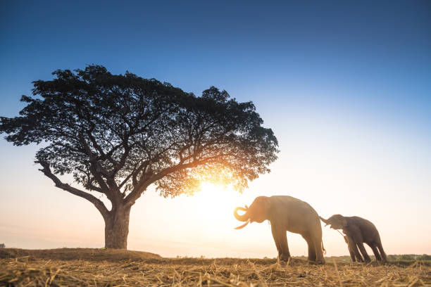 istock Elephants walking in the tropical rainforest rice field at sunrise 1202962507