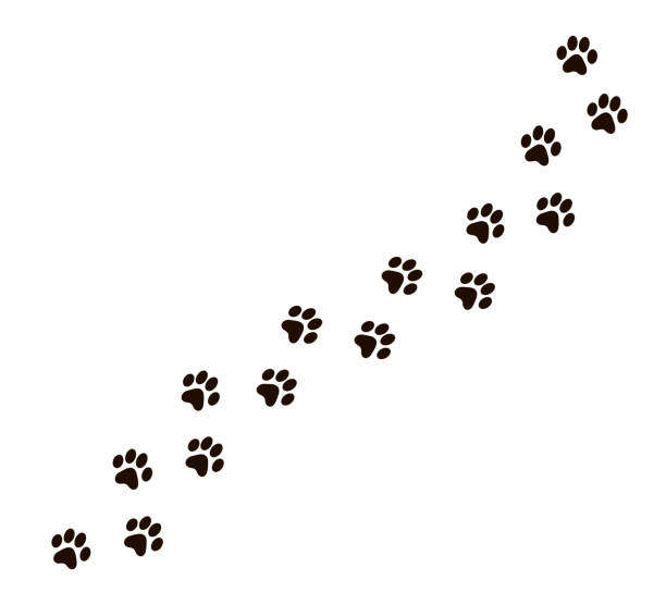 Paw Vector Trail Print Of Cat Isolated On White Background Dog Or Puppy  Silhouette Animal Tracks Paw Print Vector Illustration Stock Illustration -  Download Image Now - iStock