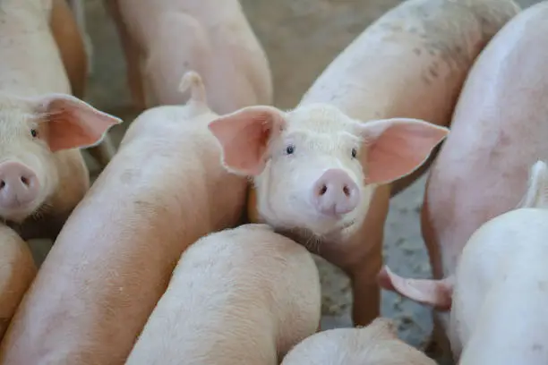 Photo of Group of pig that looks healthy in local ASEAN pig farm at livestock. The concept of standardized and clean farming without local diseases or conditions that affect pig growth or fecundity