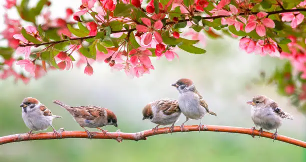 Photo of little birds sparrows may sit in the Sunny garden among the flowering branches of pink Apple