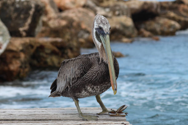 istock sea pelican in the caribbean 1202965808