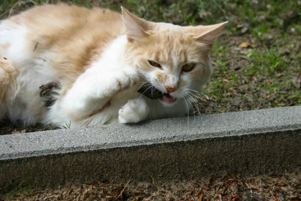 istock a funny picture of a cat crunching on a nut 1202966408