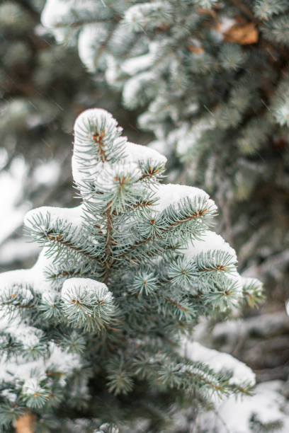 istock Beautiful green spruce branch under the white snow. 1202966467