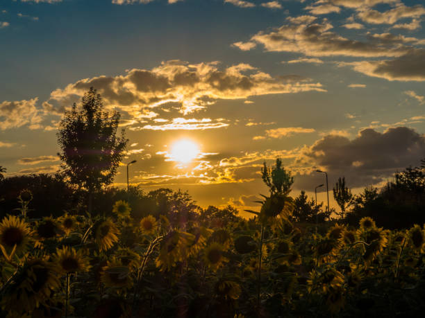 field with sunflowers
