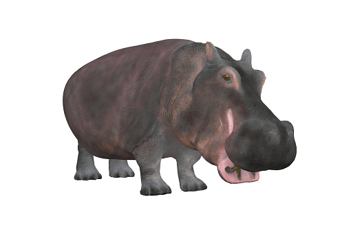 Heavy hippo standing and looking at camera diagonal view 3d rendering