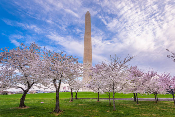 ワシントンdc、アメリカ、春 - cherry blossom cherry tree tree washington dc ストックフォトと画像