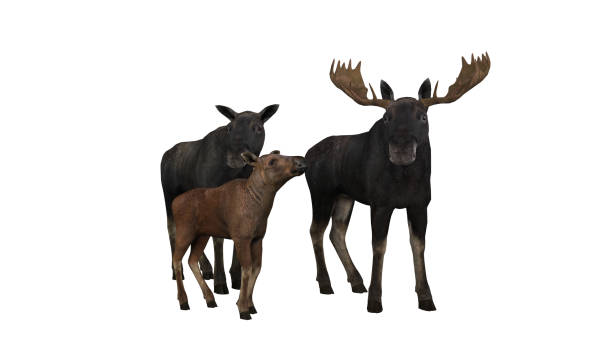 Moose deer family on white background isolated 3d rendering