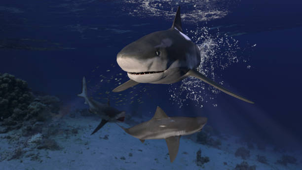 istock 3 bull sharks patrolling around together underwater posing and looking dangerous 3d rendering 1202967019