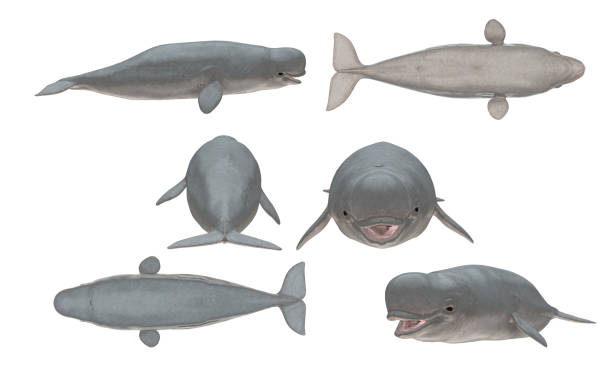 istock Multiple angle views of beluga white whale with 6 different view isolated white background 3d rendering 1202967062