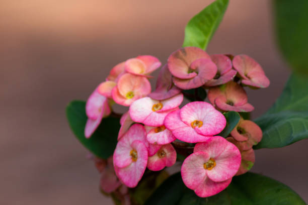 istock a close up of a pink flower 1202967095