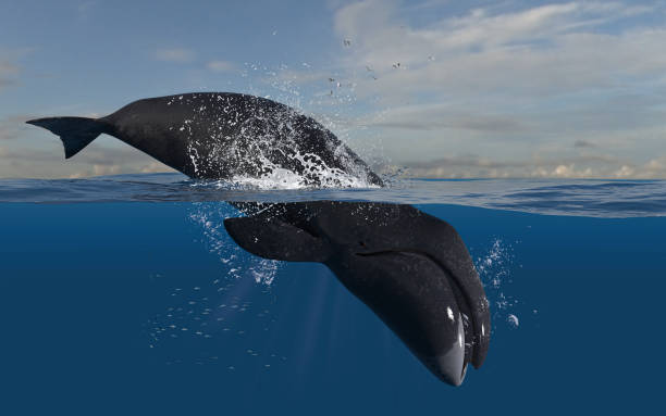 istock Bowhead whale leaping and diving while head is underwater diving in deep ocean 3d rendering 1202967148