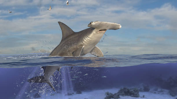 istock Hammerhead shark is jumping out of water while half of it is in underwater 3d rendering 1202967149
