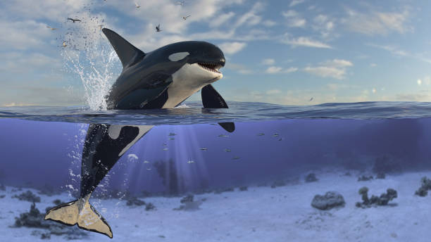 istock Killer whale  orca is jumping out of water while half of it is in underwater 3d rendering 1202967162