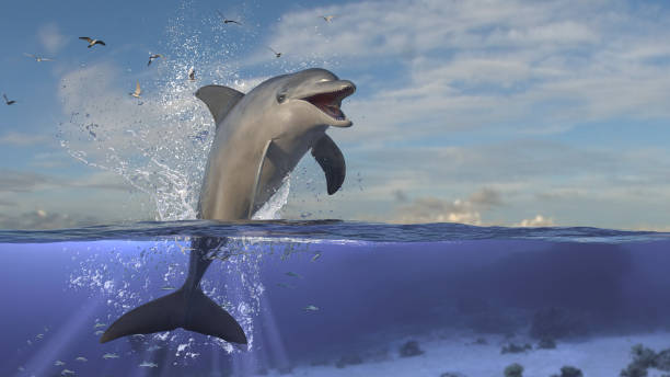 Dolphin breaching and jumping out of water line, half underwater scene with splashes and sky 3d rendering stock photo