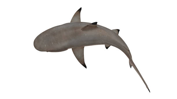 istock Reef shark isolated on white background cutout ready bended top view 3d rendering 1202967259