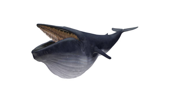 istock Isolated blue whale diagonal right view on white background extended mouthful open ready to cutout 3d rendering 1202967303