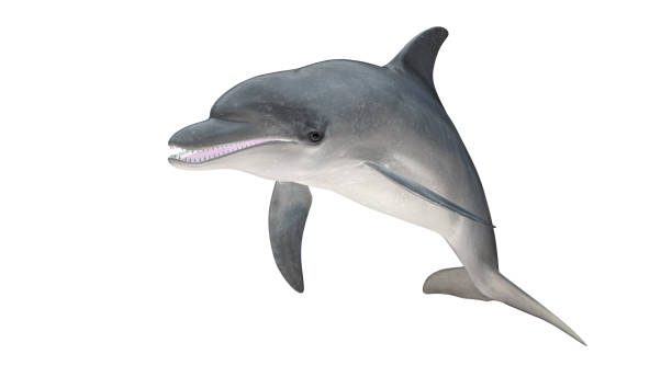 istock Isolated bottlenose dolphin right side   view on white background cutout ready 3d rendering 1202967309