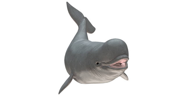 istock Beluga whale front side view tail up and curved isolated on white background ready cutout 3d rendering 1202967314