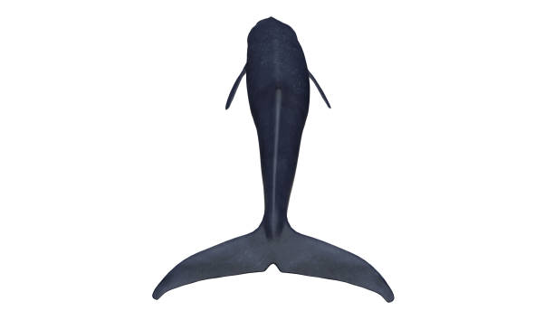 istock Isolated blue whale tail down back view on white background open mouth 3d rendering 1202967316