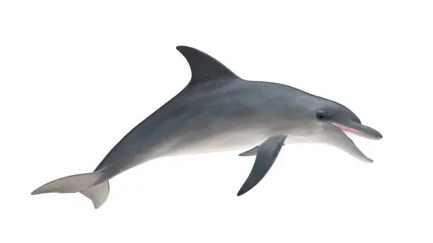 Photo of Isolated bottlenose dolphin jumping side view on white background cutout ready 3d rendering