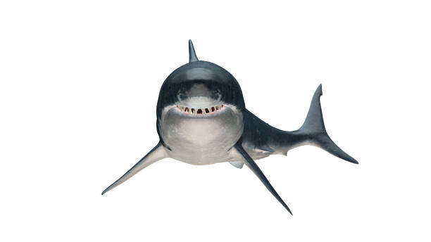 istock Great white shark  smiling isolated on white background cutout ready  view 3d rendering 1202967371