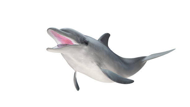 istock Isolated bottlenose dolphin open mouth side view on white background cutout ready 3d rendering 1202967394