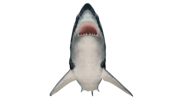 Great white shark isolated on white background cutout ready open mouth tail up front side view 3d rendering