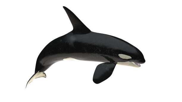 istock Isolated killer whale orca jumpih tail down right side view on white background cutout ready 3d rendering 1202967438