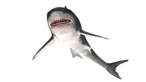 istock Great white shark isolated on white background cutout ready slight low angle view 3d rendering 1202967445