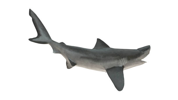istock Bull shark isolated on white background cutout ready side view tail up 3d rendering 1202967452