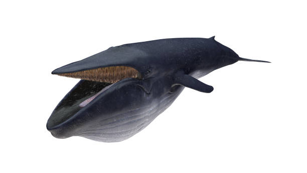 istock Isolated blue whale tail down blowed belly high angle view on white background open mouth 3d rendering 1202967472