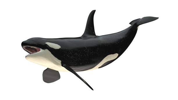 isolierte killerwal orca offenen mund rechts diagonalen schwanz nach oben ansicht auf weißem hintergrund 3d rendering - schwertwal stock-fotos und bilder