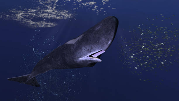 cachalot 정자 고래 는 물고기 학교 전면 보기 3d 렌더링의 작은 학교의 그룹을 쫓고있다 - sperm whale 뉴스 사진 이미지