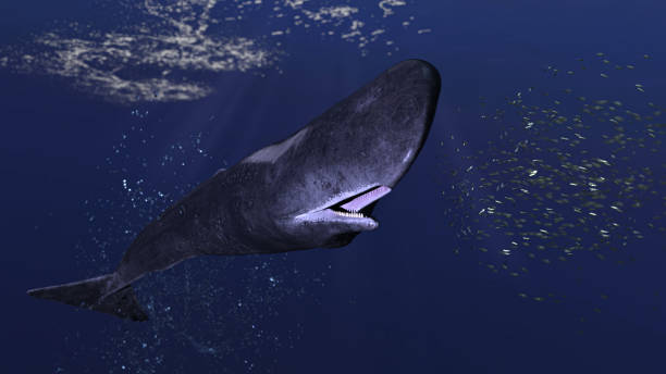 Cachalot sperm whale is chasing group of small school of fish school front view 3d rendering Cachalot sperm whale is chasing group of small school of fish school front view 3d rendering sperm whale stock pictures, royalty-free photos & images