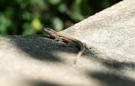 A Texas spiny lizard (Sceloporus olivaceus) in a forest environment