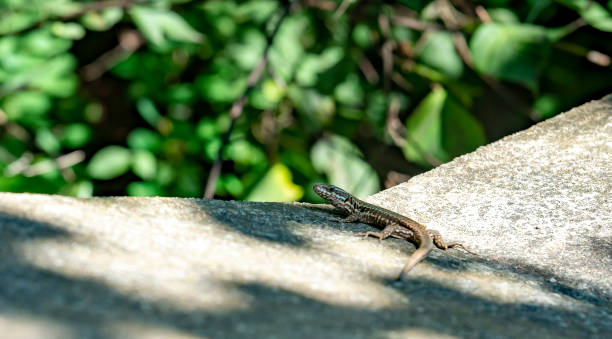istock Lizard on a wall near Lake Geneva, Switzerland 1202968671