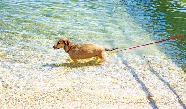 jamnik krzyż rasy w lake geneva, szwajcaria - swimming animal beach casual loving zdjęcia i obrazy z banku zdjęć