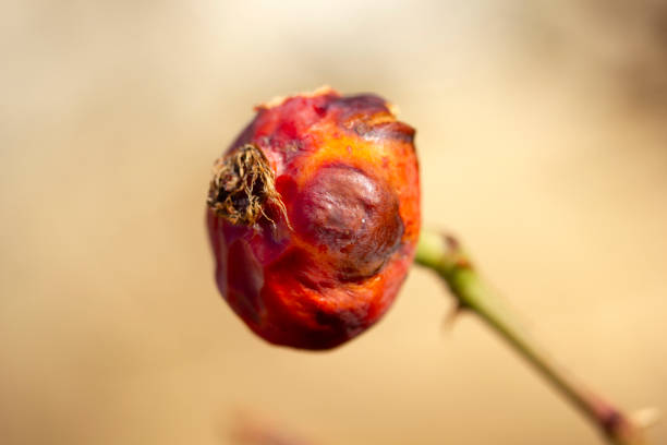 wild rosehips on a branch