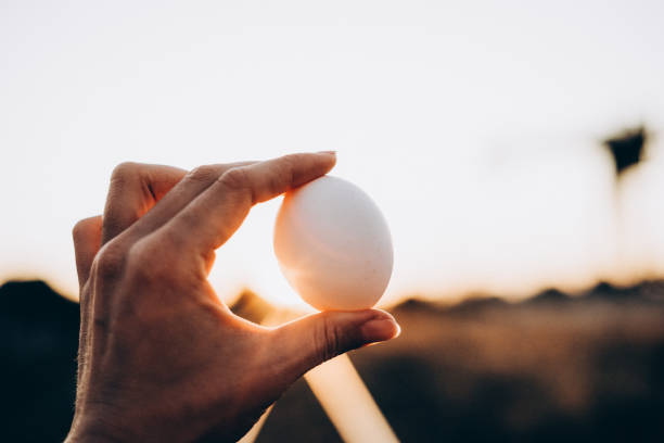 istock chicken egg in hand on sunset background, selective focus, film and grain photo 1202970694
