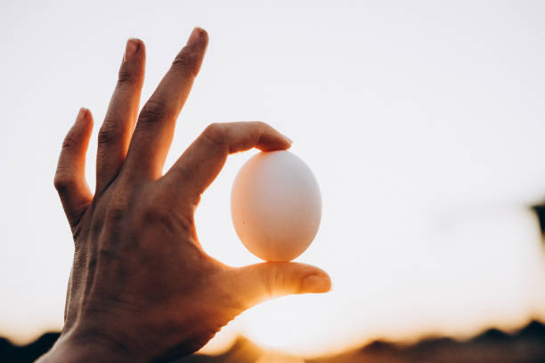 istock chicken egg in hand on sunset background, selective focus, film and grain photo 1202970819